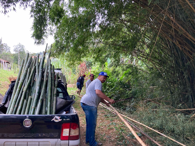 Bambus colhidos no sítio para paredes e tratamentos de água cinza